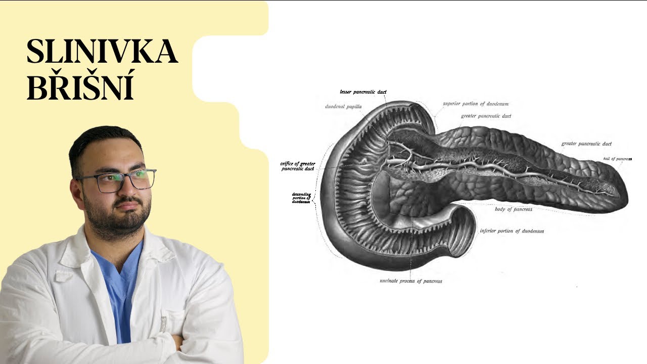 Slinivka břišní ...Polopaticky