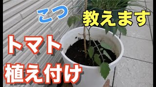 【植え付け】#6.トマトの育て方【たくさん収穫するコツ】