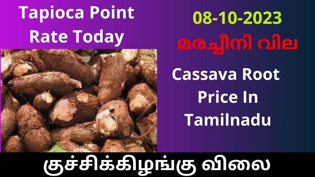 Tapioca Cost Cassava Root Price | Tapioca Starch Test Point Rate | Tapioka Cost In ...