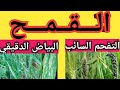 التفحم السائب والبياض الدقيقي علي نبات القمح