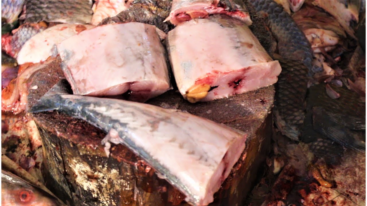 Amazin Fish Cutting-Fish Cutting-Fishing cutting-Best Fish Cutting Scissors Wonderful Fish Cutting