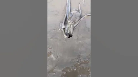 Octopus Squeezes Through Tiny Hole — You Won’t Believe It Can Fit! 🐙 #shorts #funfacts