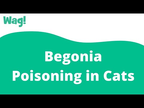 Video: Kas ir Cat mierinošs spray?