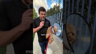 Dog Park Video