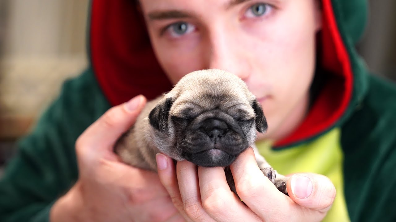 Einkaufen mit Welpen 😍 Shopping Haul für Mochi! Erstausstattung Hund | Mamiseelen