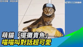 萌貓「擺攤賣魚」　喵喵叫對話超可愛三立新聞網 SETN.com