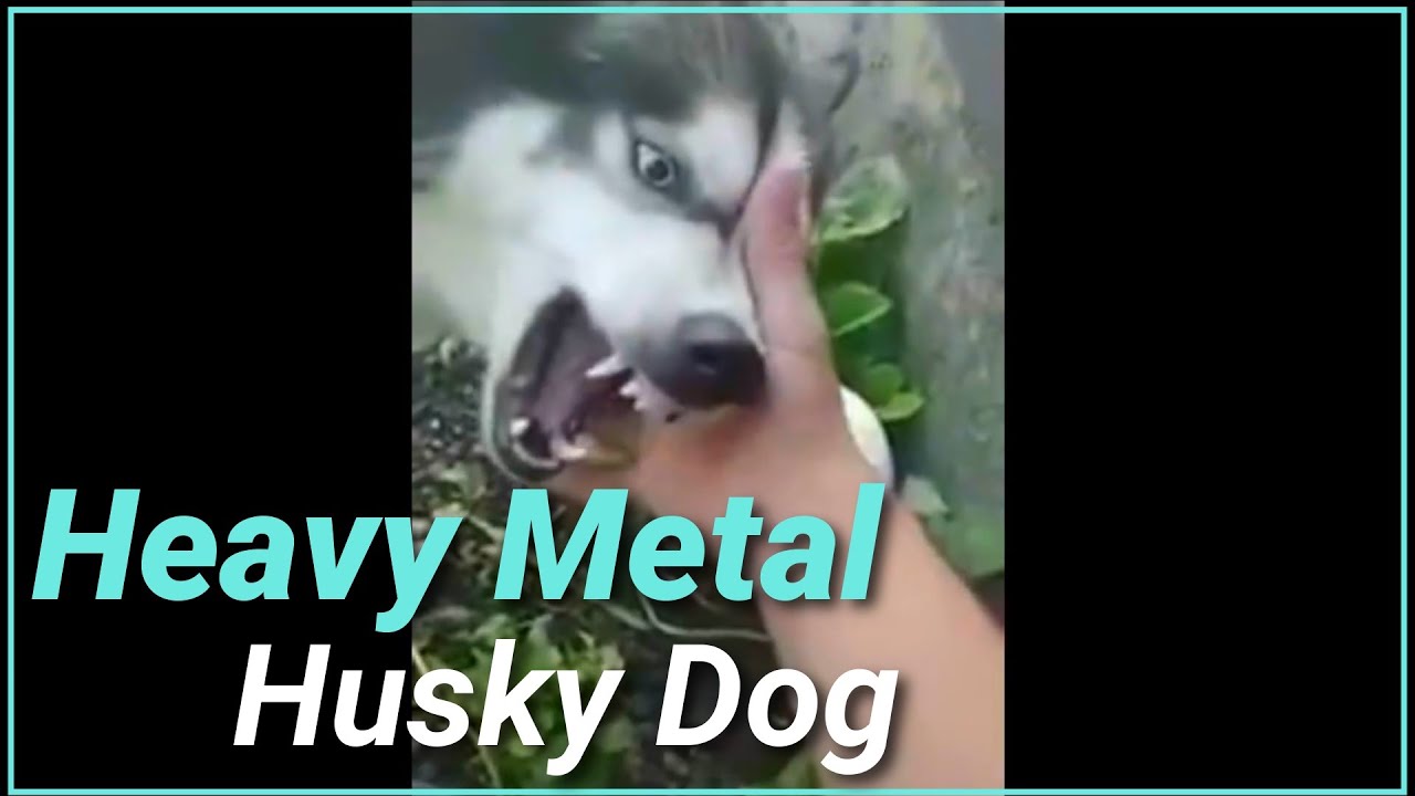 Heavy metal husky dog doing cover with his mouth