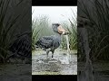 This Bird Kills Without Chasing 😱 | Shoebill Stork Hunting #shorts