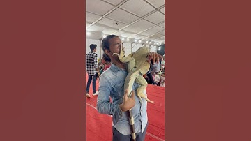 Monster green iguana 🦎 reptiles 😱 #iguana #pets #reptiles