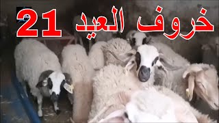 خروف العيد  2021# ليلي يا غزالي للمونتاج بدون حقوق طبع و نشر # دخل تشوف  خروف العيد  لشرينا#