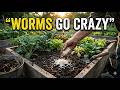 The Forgotten Rice Soil Trick That Explodes Worm Populations Overnight
