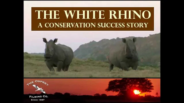 The White Rhino: A Conservation Success Story
