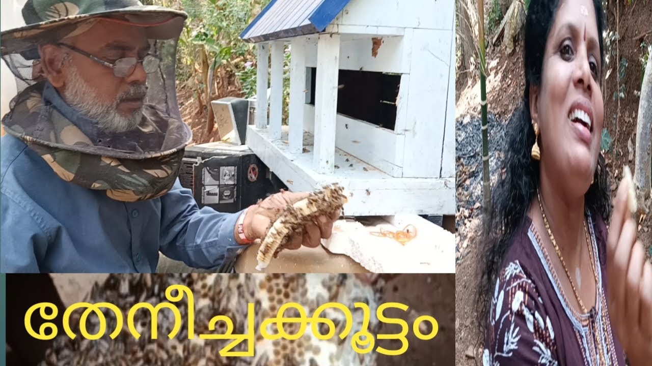 പ്രാവിൻകൂട്ടിൽ തേനീച്ച കൂട്ടം..           ഓടിവായോ..