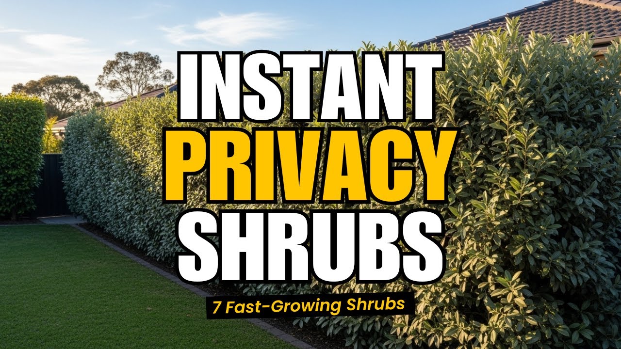 Plant These 7 Fast Growing Shrubs for Instant Backyard Privacy 🌿 - YouTube