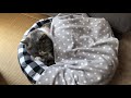 専用ベッドとお布団でお昼寝。