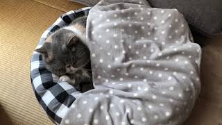 専用ベッドとお布団でお昼寝。
