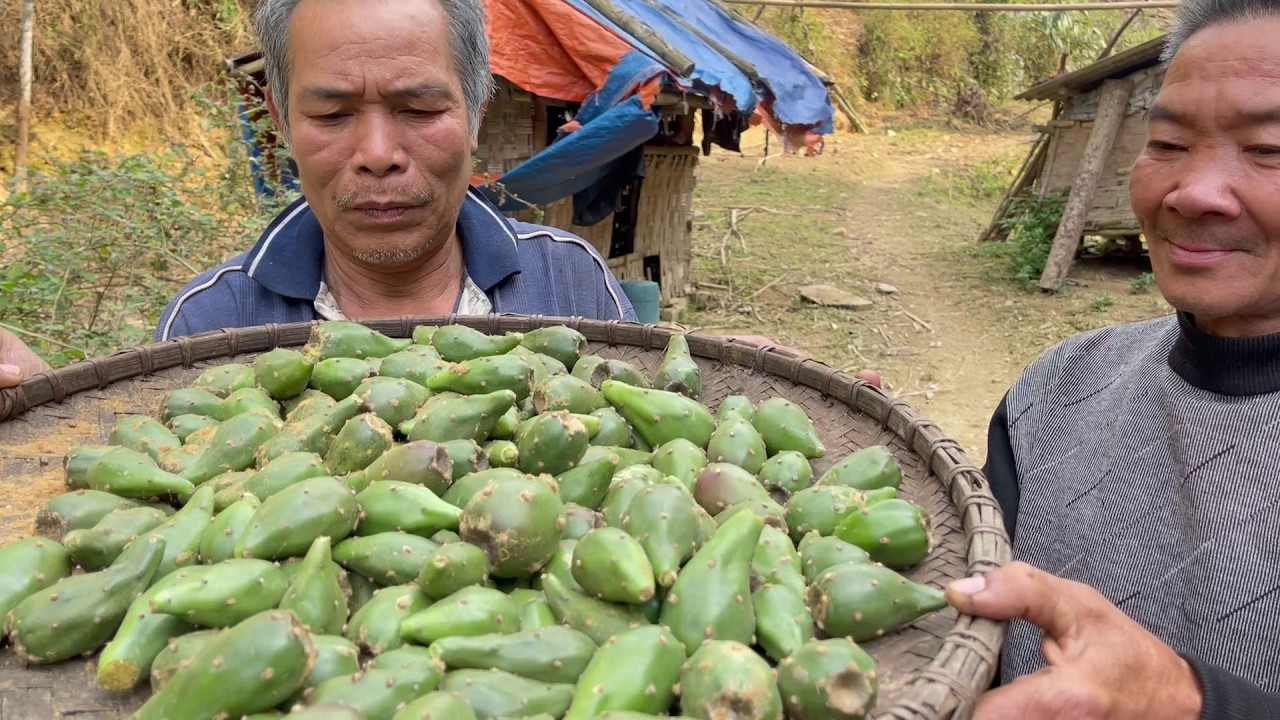 Впервые пробую плоды кактуса! 🌵 (Опасно ли это?)