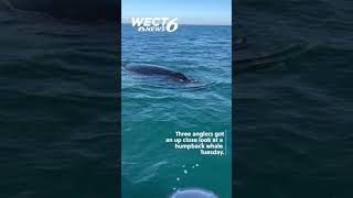 Anglers get up close look at humpback whale off of Wrightsville Beach
