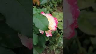Розы 2023 #garden #flowers #rose #spring #nature #gardening