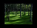 Calm your mind with beautiful relaxing music  beautiful nature for insomnia relief flute music
