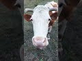 Весёлые коровки #cows #animals