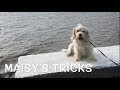 PBGV does 32 dog tricks!