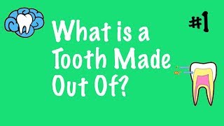 What Is A Tooth Made Out Of?