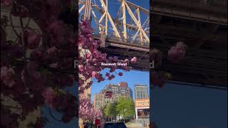 Cherry Blossom In Roosevelt Island, New York |Roosevelt Island|