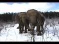 The Elephant Sanctuary | Elephants in the Snow