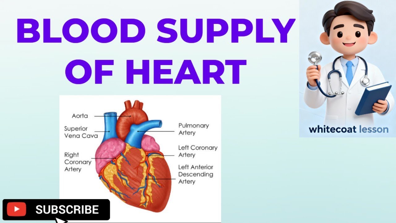 Blood Supply of Heart Explained in Easy Way | Coronary Arteries Anatomy