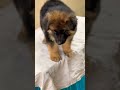Real German Shepherd long coat Female puppy Available Mahakal Pet Pandharpur &amp; pune 9529626115 #gsd