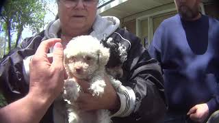 PugPekinPoo-Tzu -Maureen Butler's USDA Licensed Puppy Mill in West Plains, MO | Missouri Dog Breeder