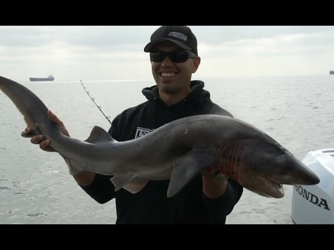 Shark Fishing San Francisco! - YouTube