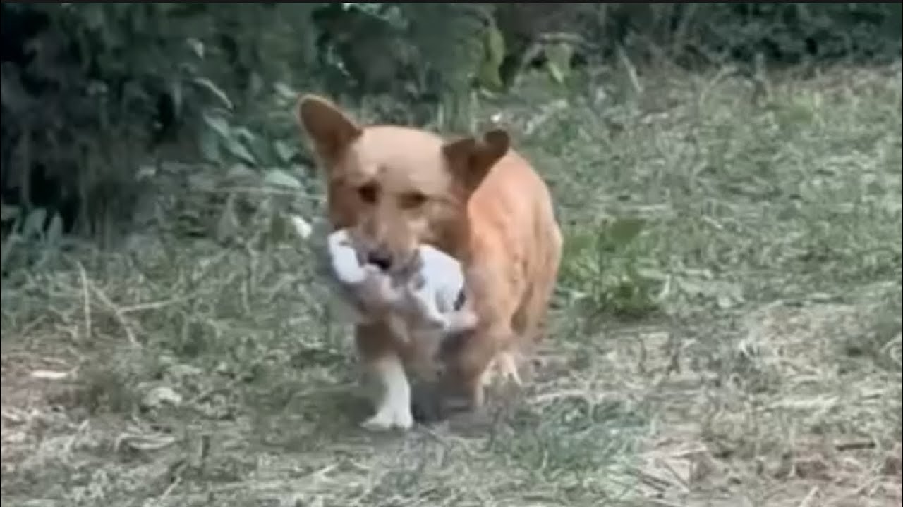 Brave Mother Dog Brings Her Newborns for Help: A Plea for Rescue and ...