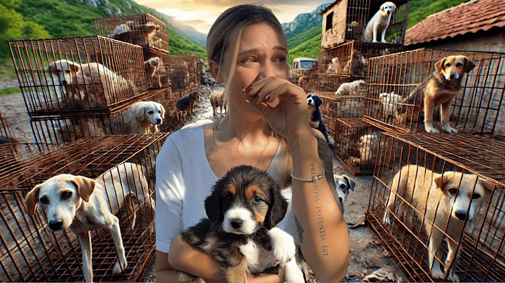 STRAßENHUND bekommt ein ZUHAUSE! 😢🐶 Wir retten HUNDE aus Montenegro