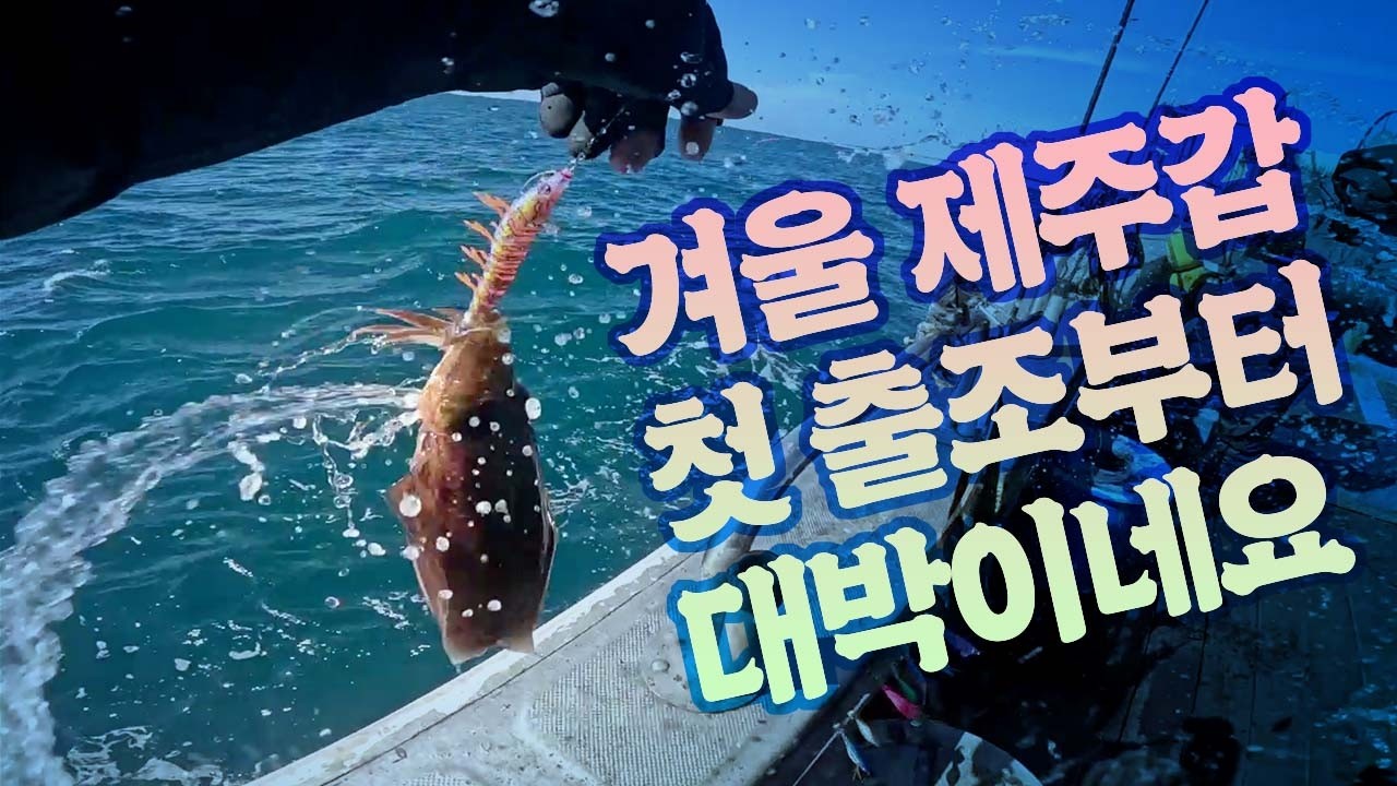 [갑오징어] 겨울 제주갑! 시즌오픈부터 대박이네요^^