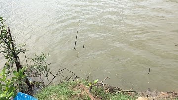 Câu cá ngát, gặp cá gì không biết lôi cần xuống sông tốc độ chụp không kịp