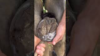 Satisfying! #Shortswithcamilla #Horse #Farrier #Asmr #Satisfying #Oddlysatisfying