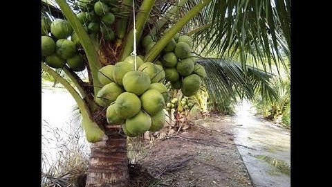 CÂY GIỐNG DỪA XIÊM LÙN F1 SDT 0988630871