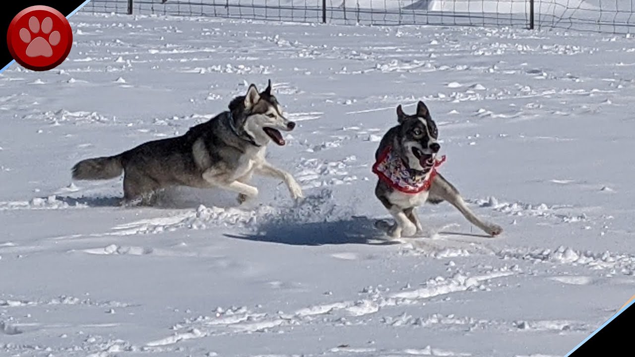 HUSKY SNOW ZOOMIES! YouTube
