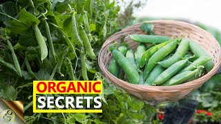SECRETS TO GROW TONS OF ORGANIC BEANS AND PEAS IN POTS
