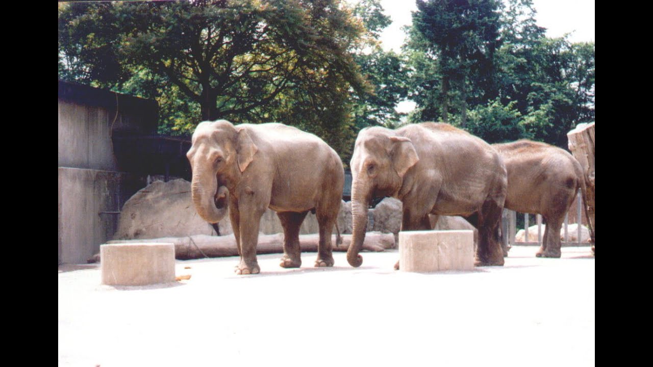 Krefelder Zoo: Elefantenhaltung - Zwischen Tradition und Moderne