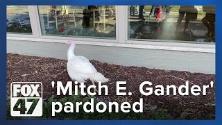 Gov. Whitmer pardons Mitch E. Gander, a lucky, Lansing turkey