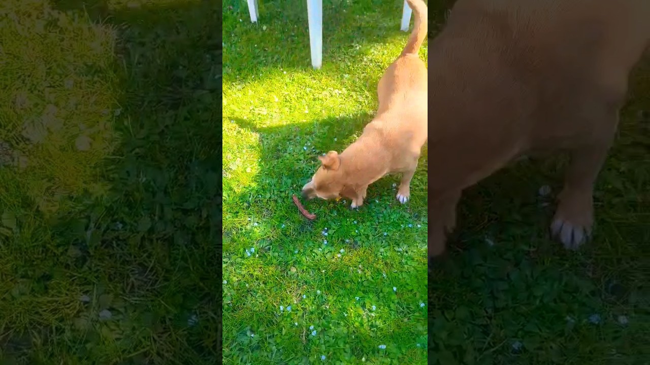 Sausage, Dog Zoomies 🌭🐕 shorts dogs YouTube