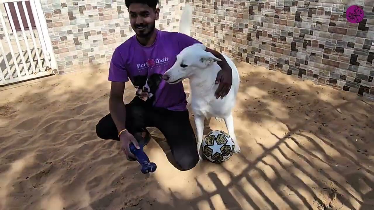 Iris & Lilly’s Sand Bash Fun | Shepherd Holiday Playtime 🐾✨