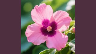 Download Lagu Suci dalam debu