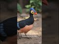 "Burung Paling Pemalas Sedunia — "POV: Ortu Maleo Setelah Bertelur 🏃♂️💨"