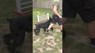 Elite Level Home Raised Personal Family Protection Dog 'Giant Schnauzer' No Shedding Is Amazing!