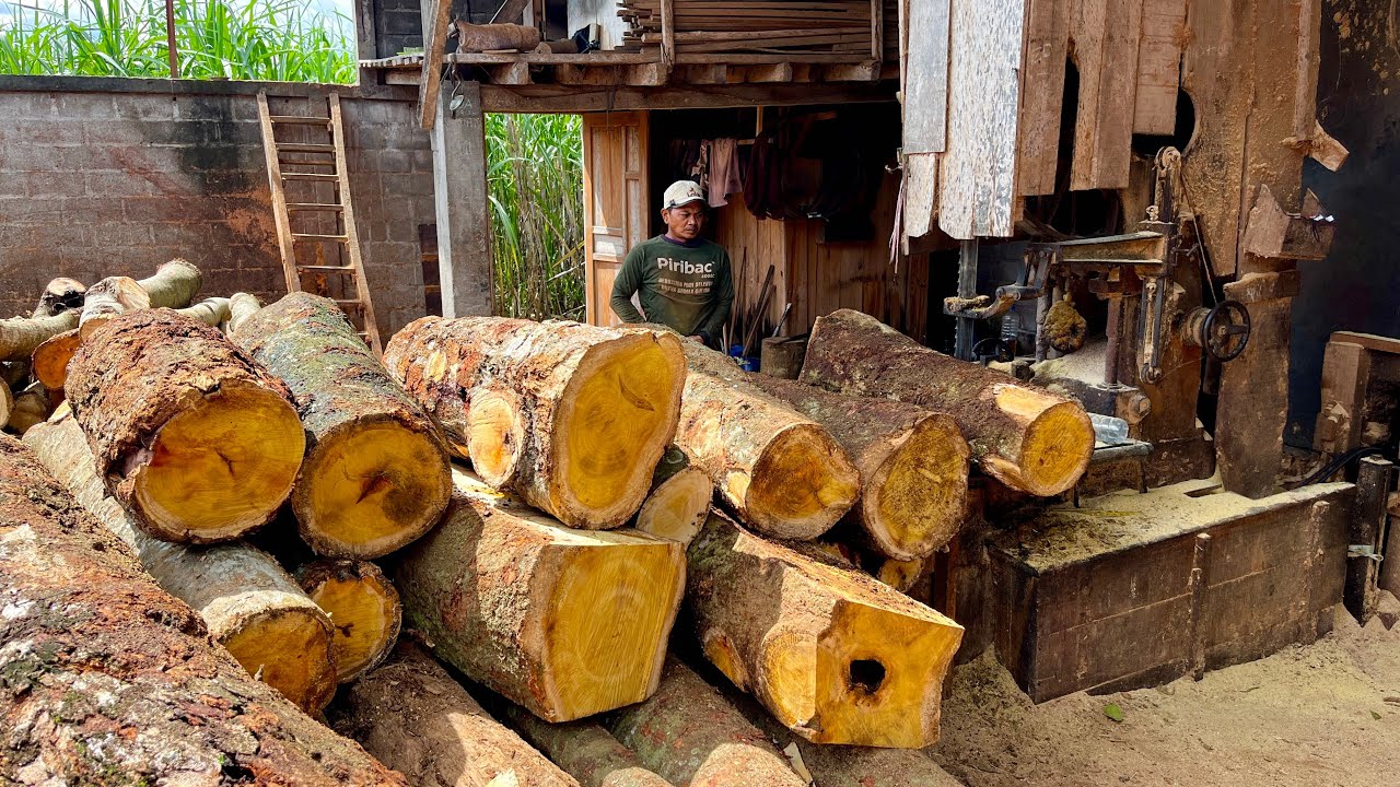 Double Profit!! Sawing Jackfruit Wood for Export-Quality Blocks, Sold Instantly 