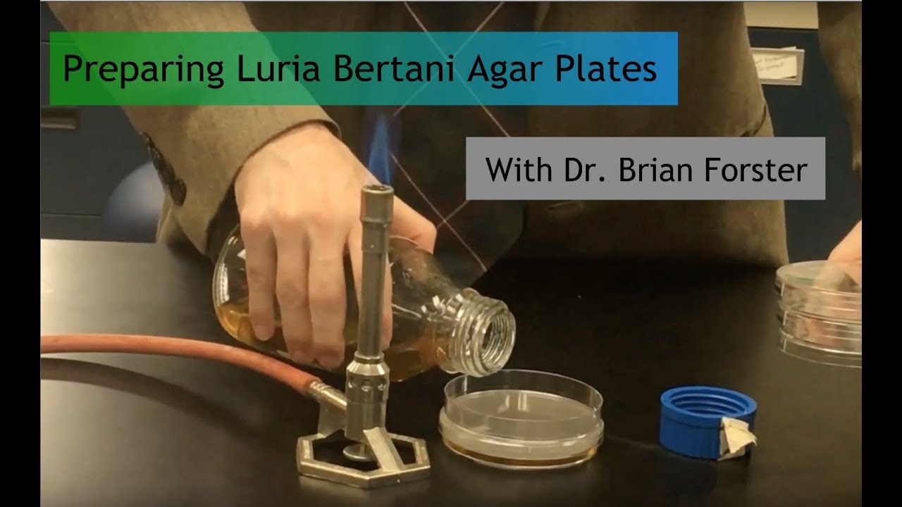 Lb Agar Plate Recipe Besto Blog